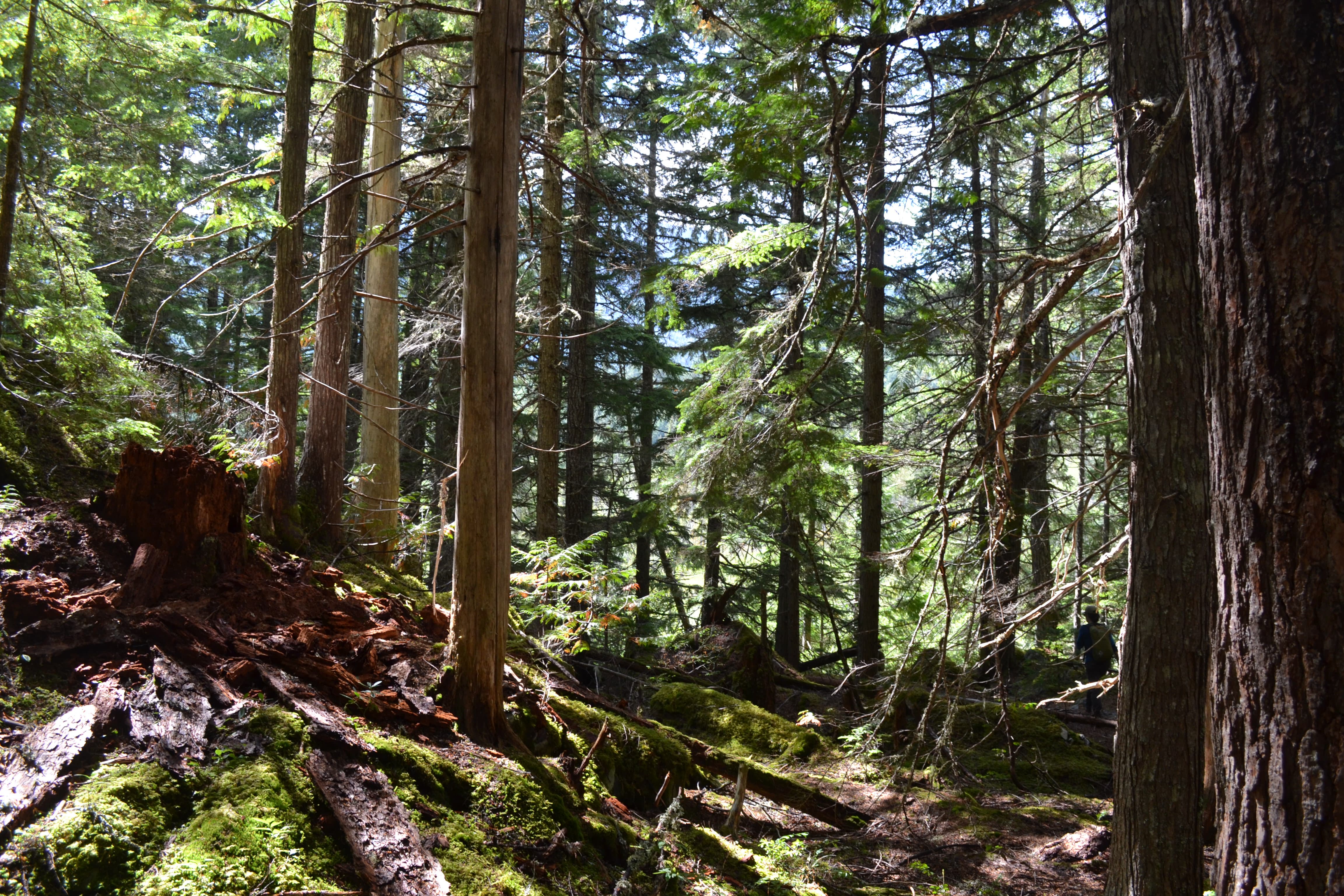 Emerald Forest in Whistler